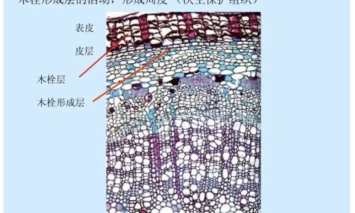 消心痛针剂又叫什么名-硝心痛针说明书网 - 网站提供消心痛针剂又叫什么名小常识、硝心疼和速效救心丸那个更好